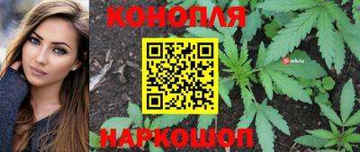 гашик Кингисепп