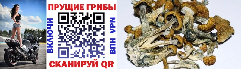Галлюциногенные грибы прущие грибы  Волоколамск 