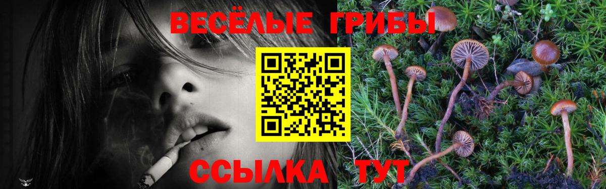 где купить наркоту  Псилоцибиновые грибы Magic Shrooms  Волоколамск  Вход с VPN  Галлюциногенные грибы Psilocybe 